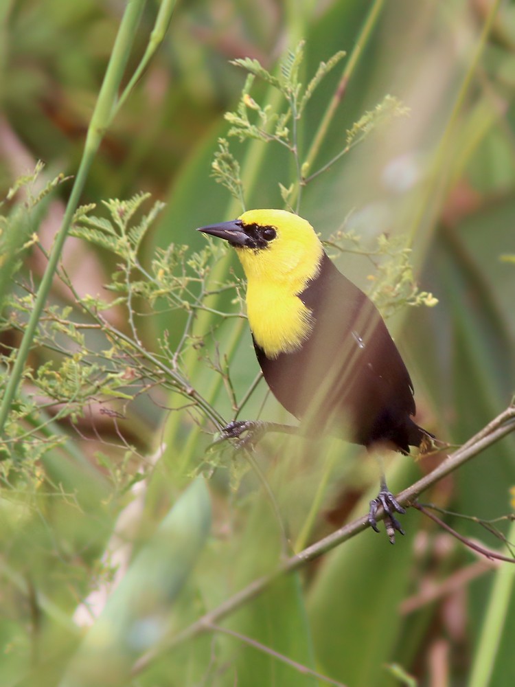 Yellow-hooded Blackbird - ML409084321