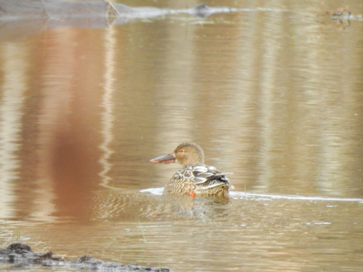 Northern Shoveler - ML409084581