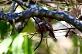 Allen's Hummingbird - ML409085031