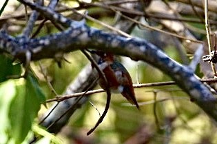 Allen's Hummingbird - ML409085041