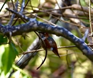 Allen's Hummingbird - ML409085051