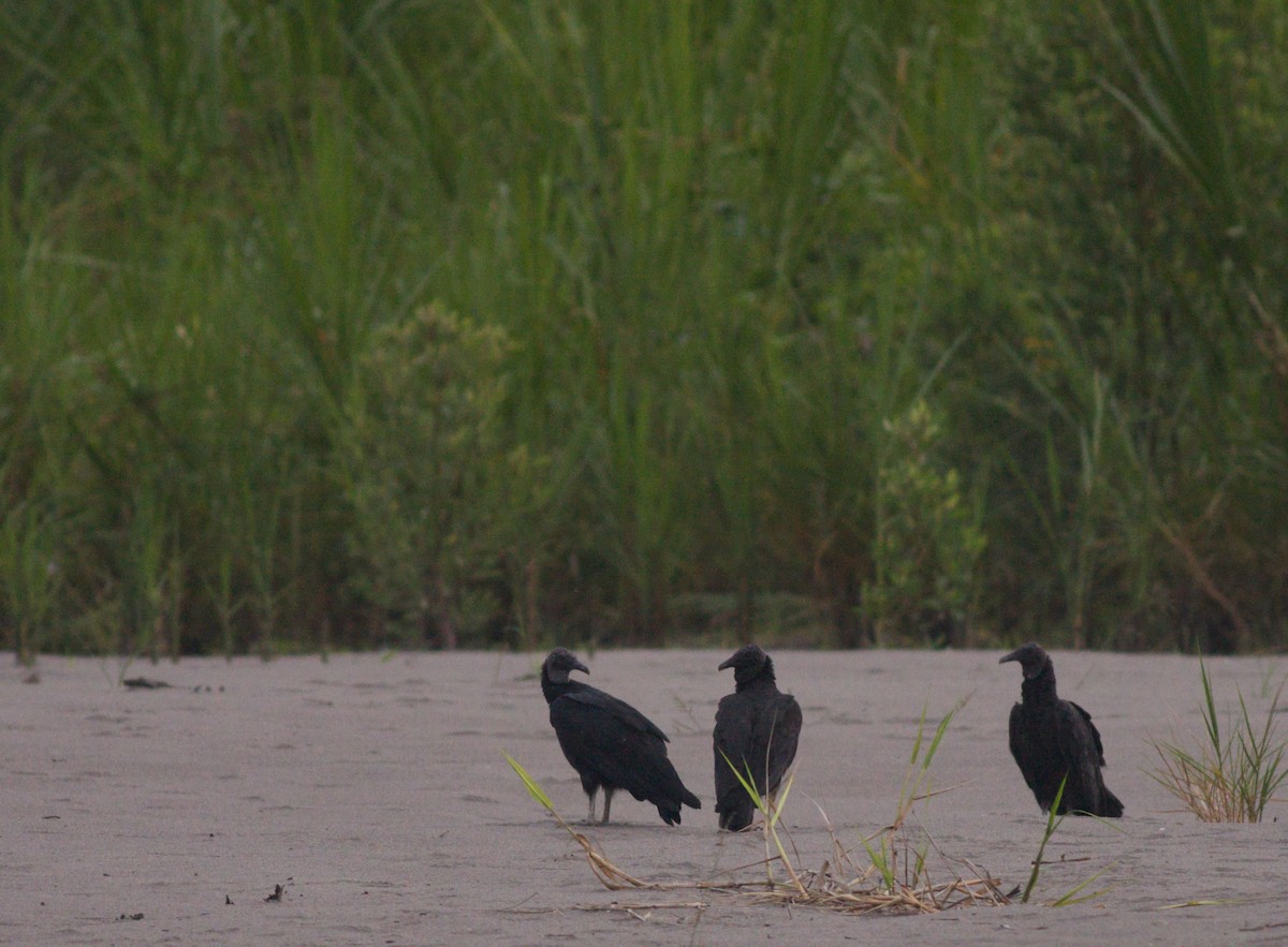 Black Vulture - Ian Davies