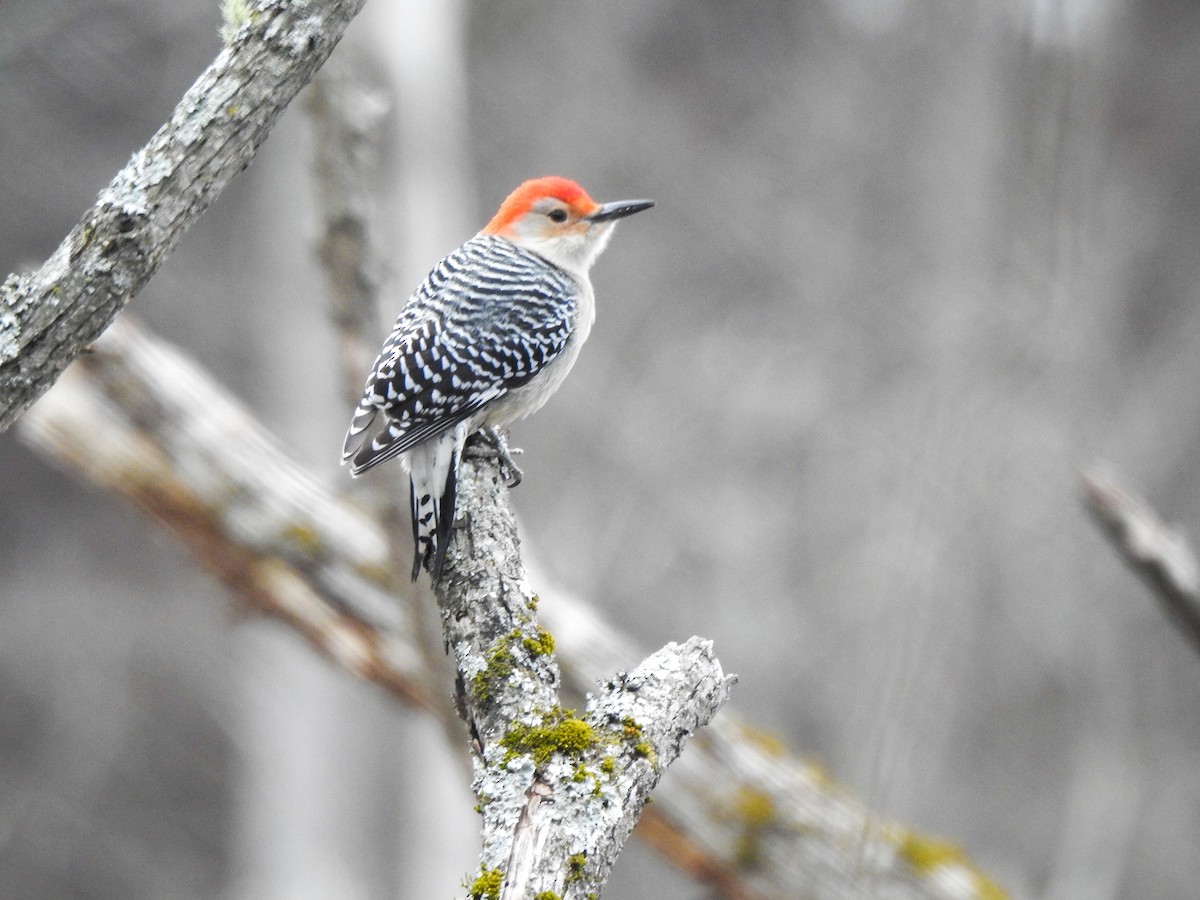 Red-bellied Woodpecker - ML409085181