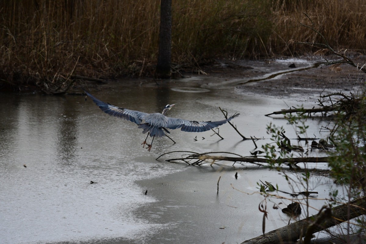 Great Blue Heron - ML409085251