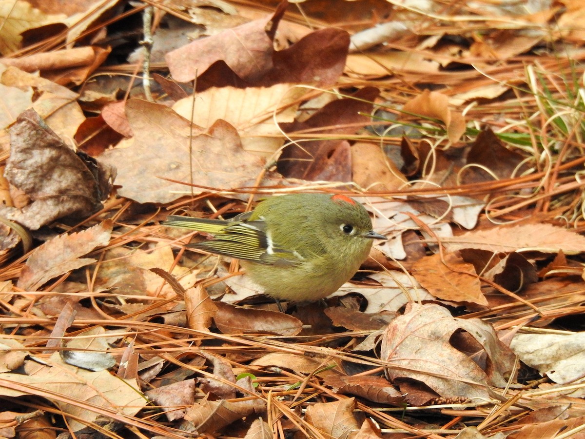 Ruby-crowned Kinglet - ML409085281