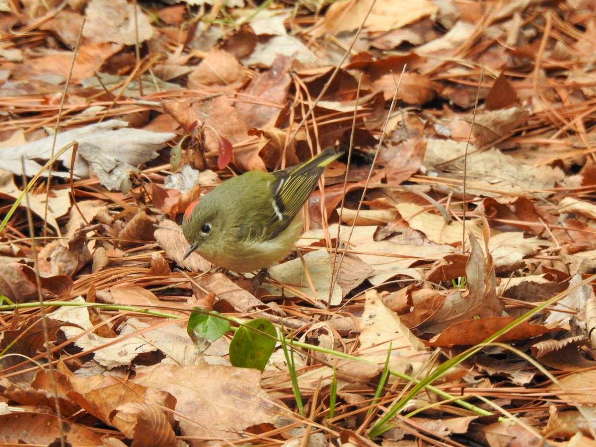 Ruby-crowned Kinglet - ML409085351