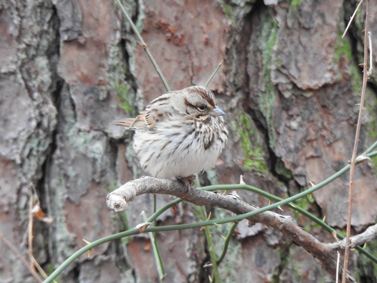 Song Sparrow - ML409085361