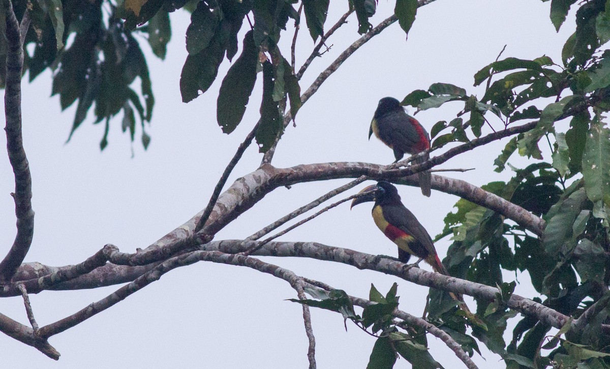 Chestnut-eared Aracari - Ian Davies