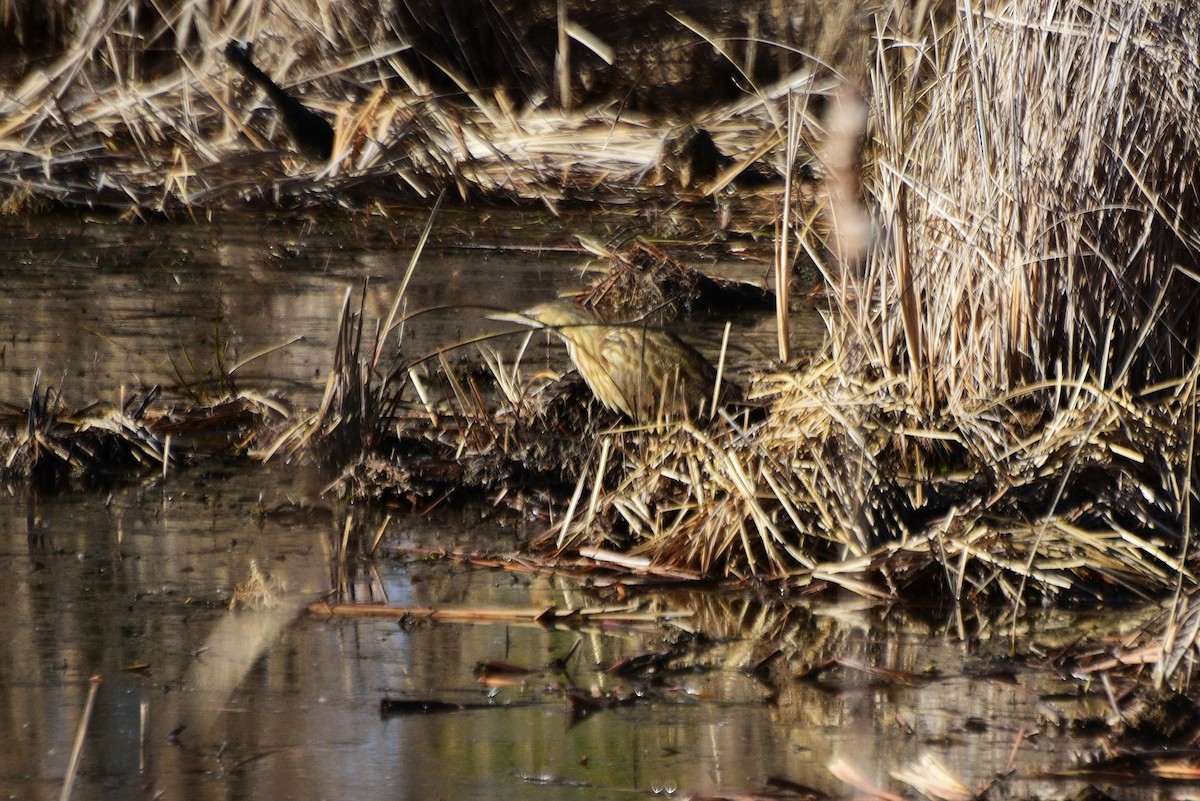 American Bittern - ML409085511