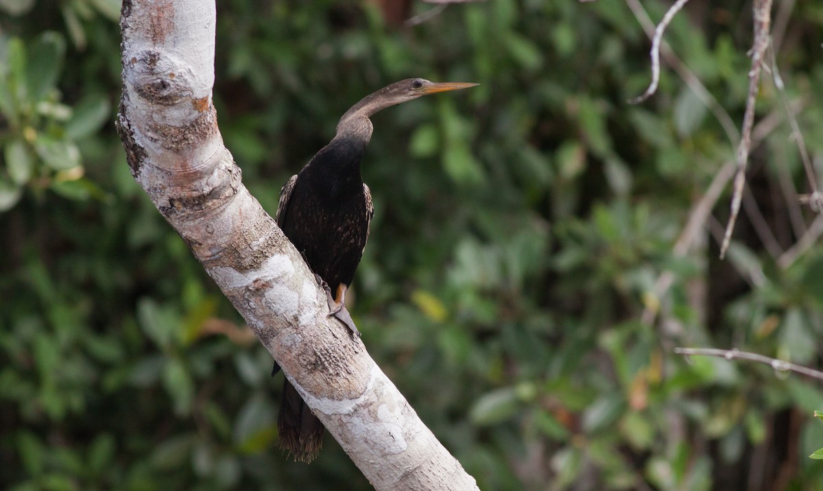 Anhinga d'Amérique - ML40908561