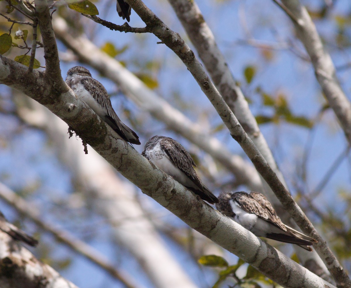 Sand-colored Nighthawk - ML40908571