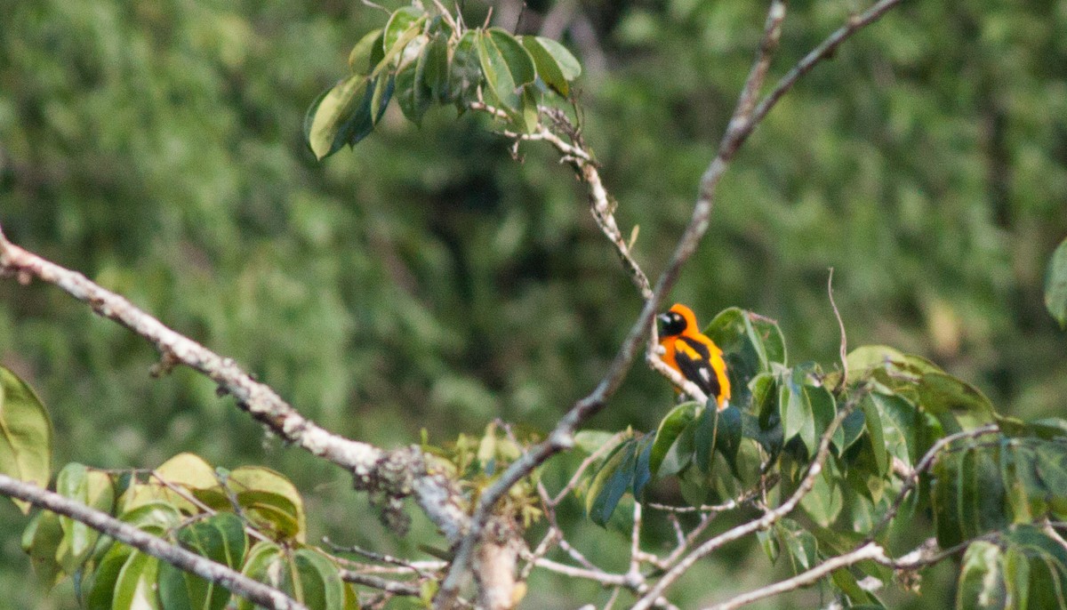 Orange-backed Troupial - Ian Davies