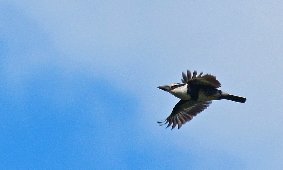 White-necked Puffbird - ML409086901