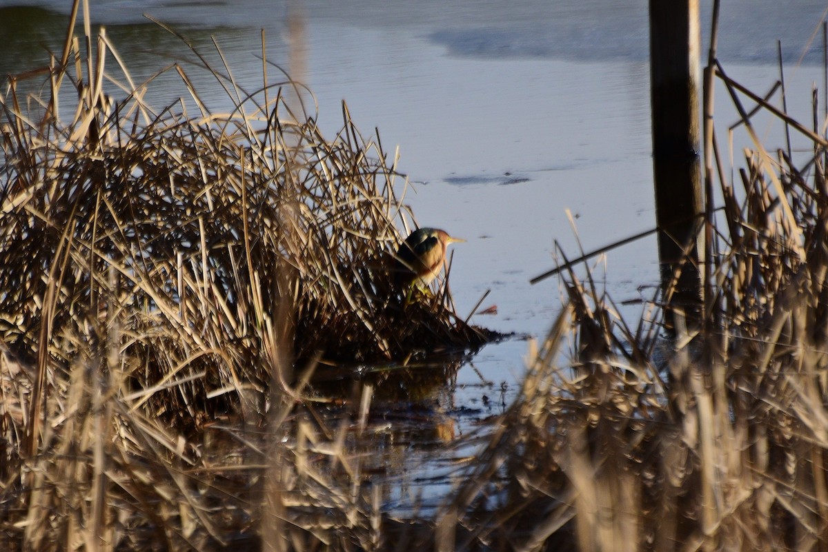 Least Bittern - ML409087371