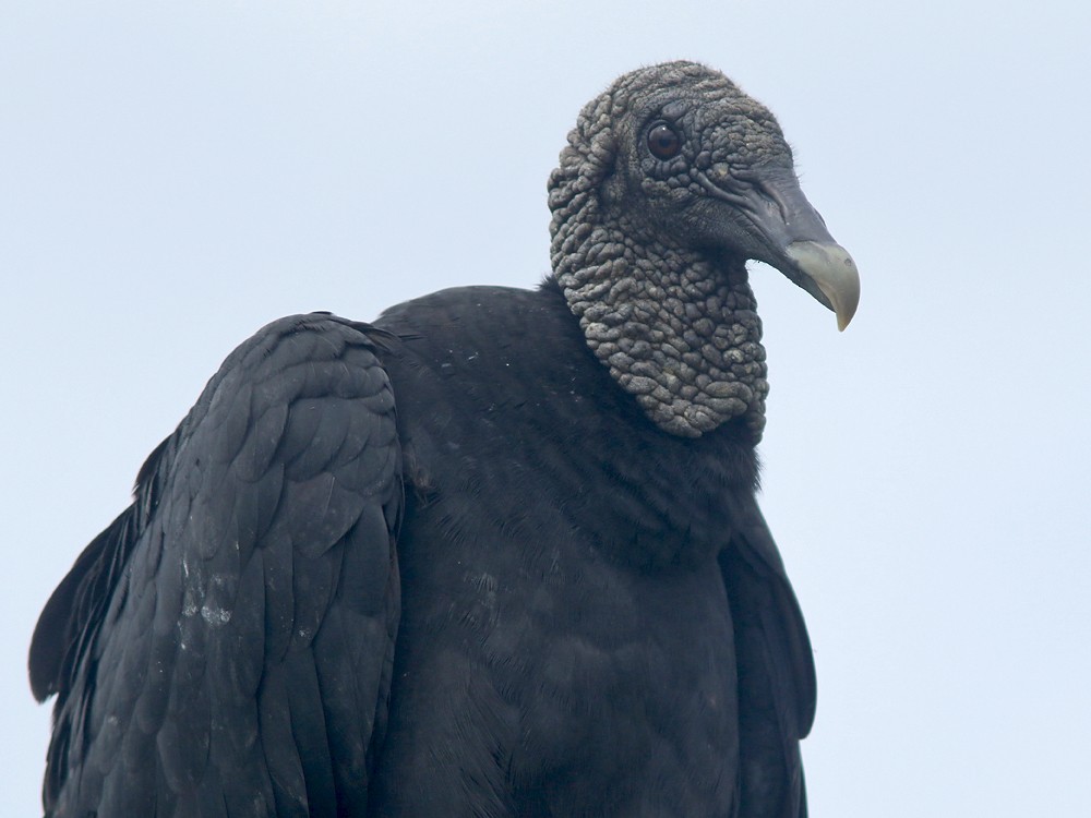 Black Vulture - ML409088431