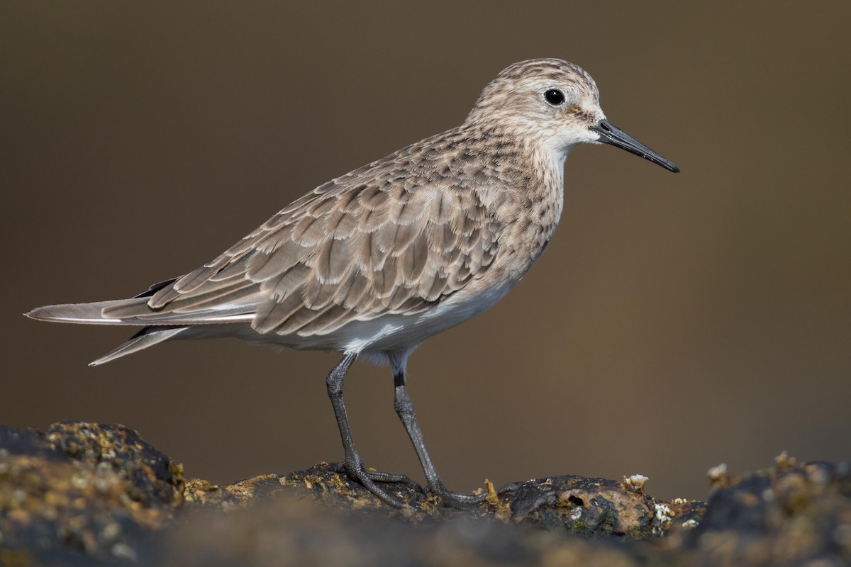 Baird's Sandpiper - ML409088491