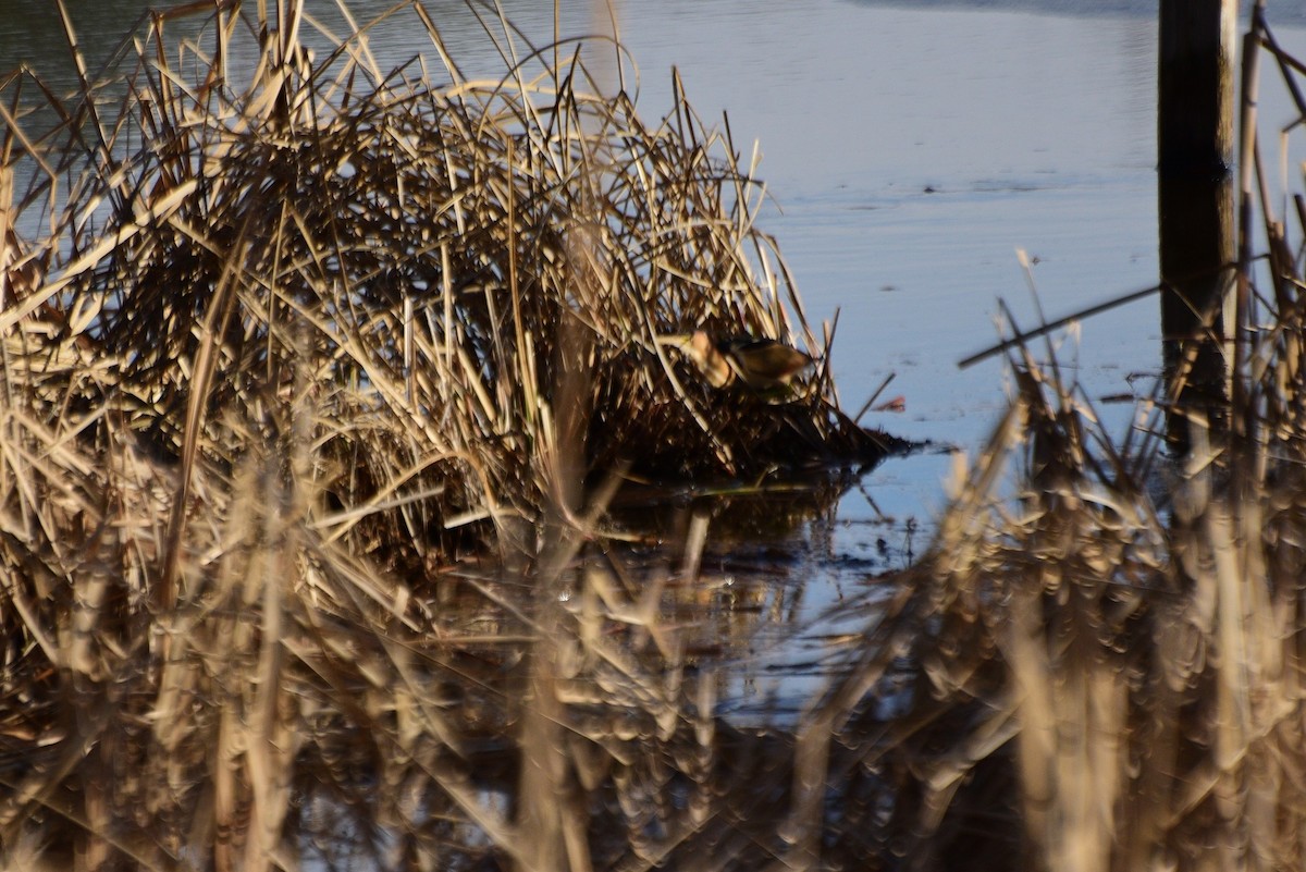 Least Bittern - ML409088631