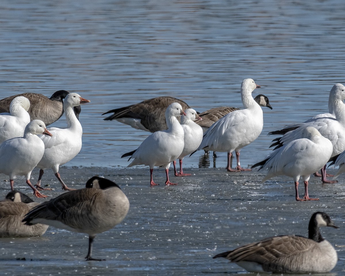 Ross's Goose - ML409089511