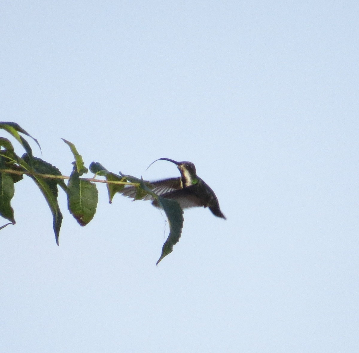 kolibřík tropický - ML409091481