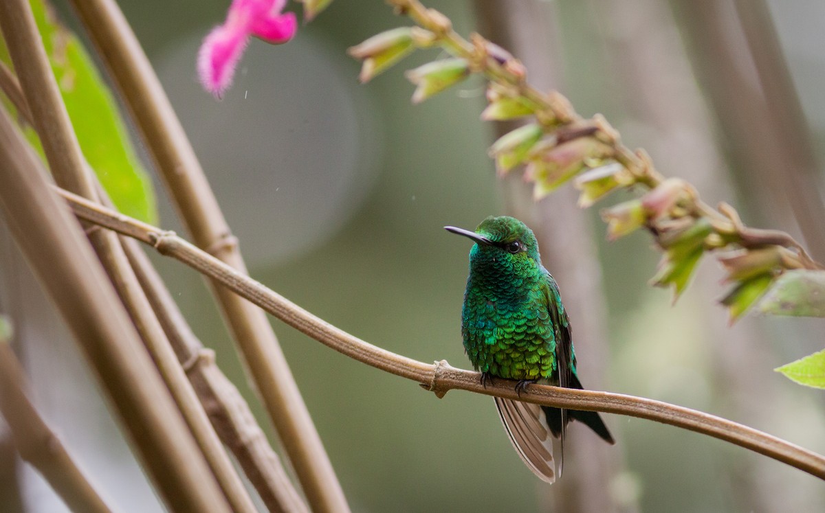 Western Emerald - ML40909251