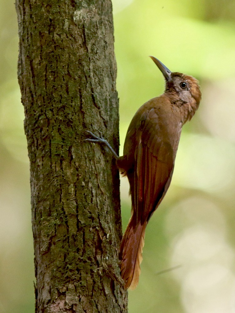 Plain-brown Woodcreeper - ML409093191