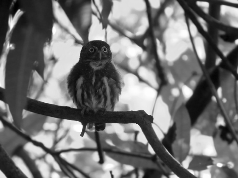 Ferruginous Pygmy-Owl - Jared Clarke