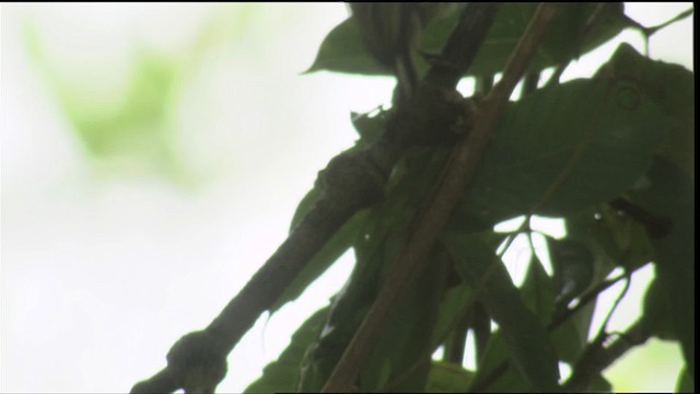 Olivaceous Piculet - ML409095