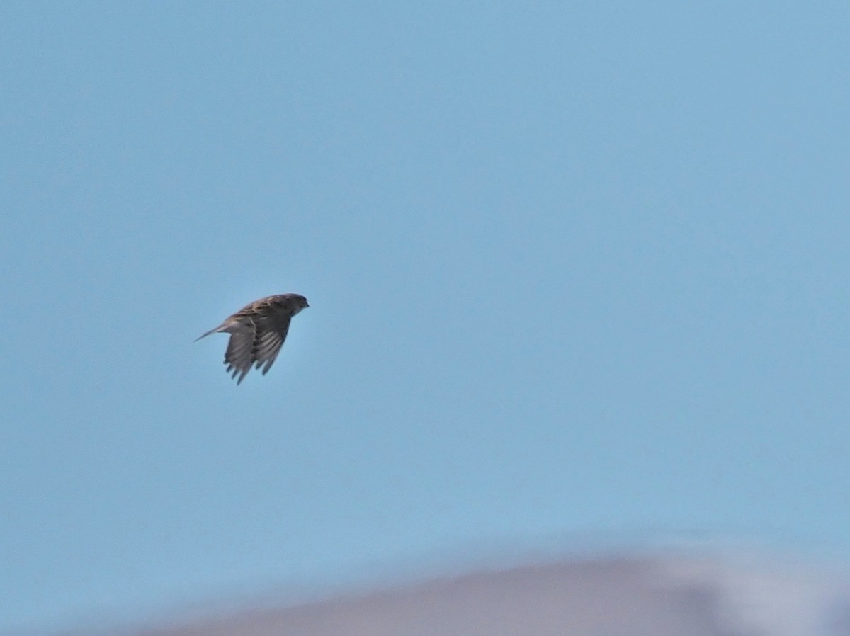 longspur sp. - ML409096411