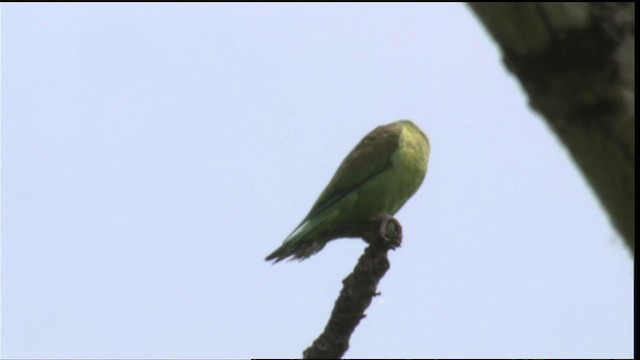 tanımsız papağan (Psittaciformes sp.) - ML409098