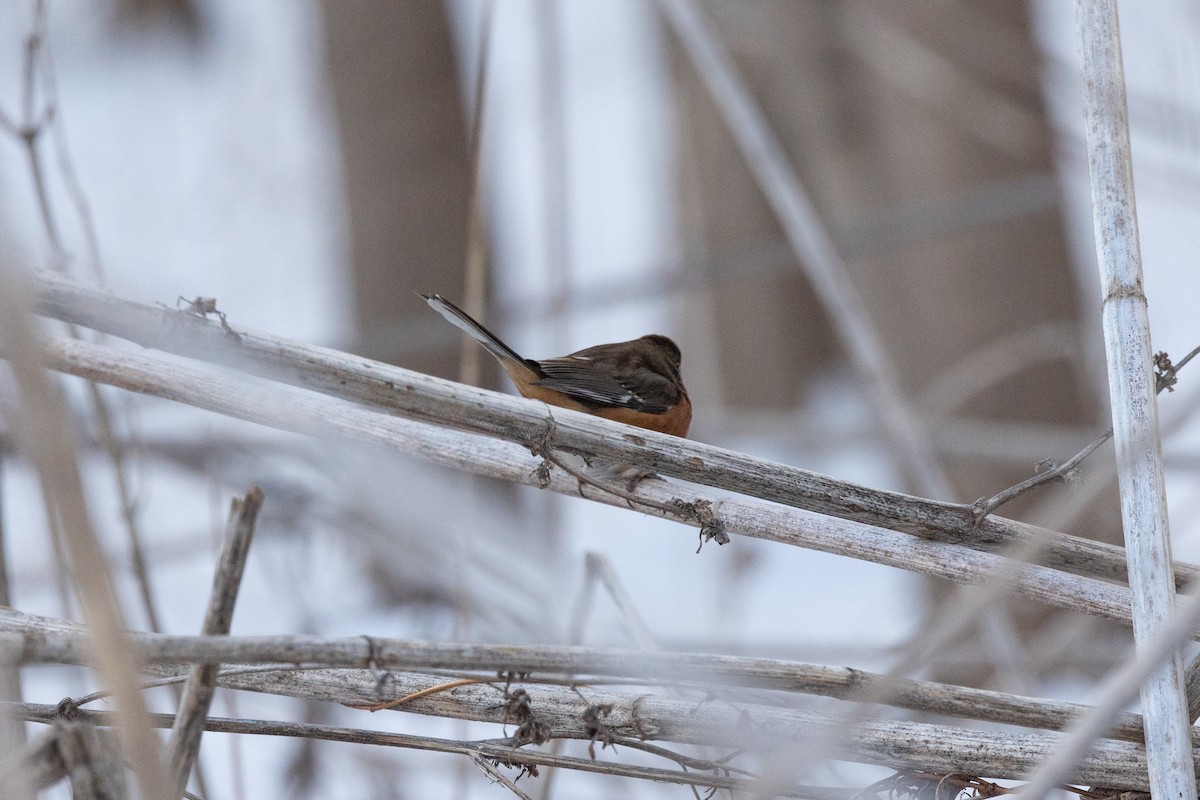 Spotted x Eastern Towhee (hybrid) - ML409098681