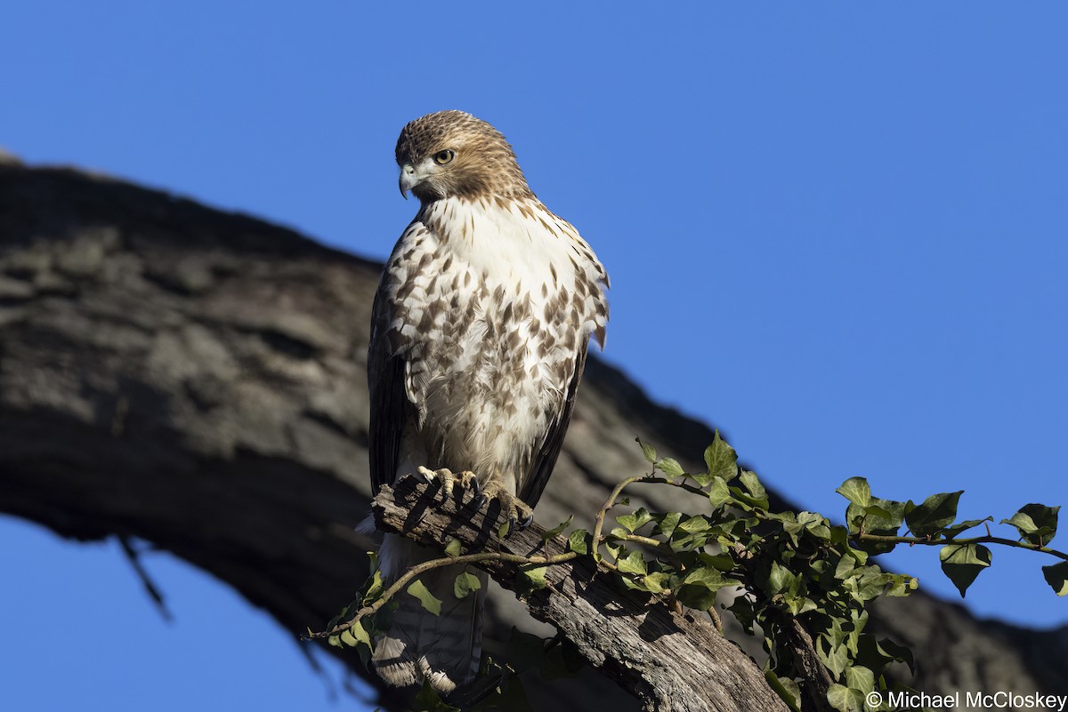 Red-tailed Hawk - Michael McCloskey