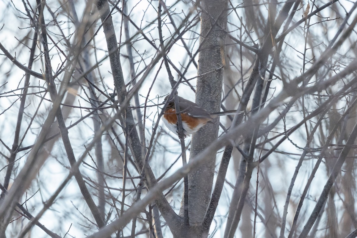 Spotted x Eastern Towhee (hybrid) - ML409099391