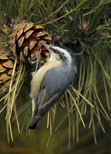 Snowy-browed Nuthatch - Simon Tickle