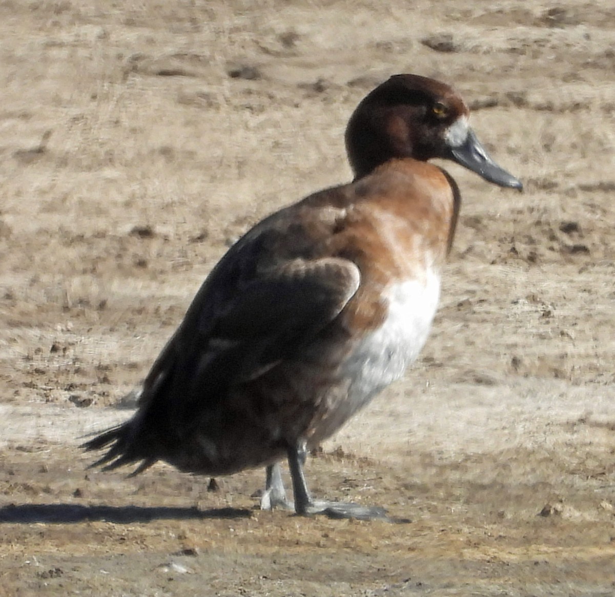 小斑背潛鴨 - ML409102331