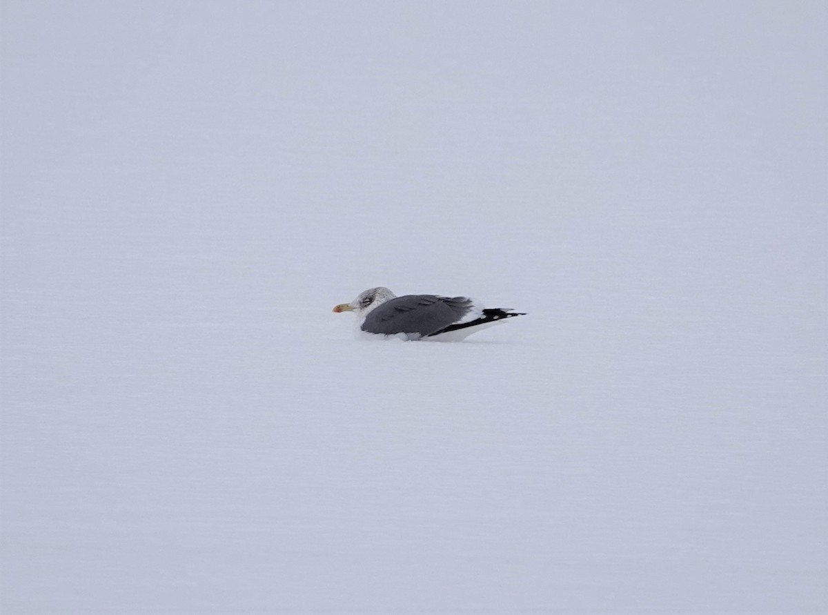 Lesser Black-backed Gull - ML409103381