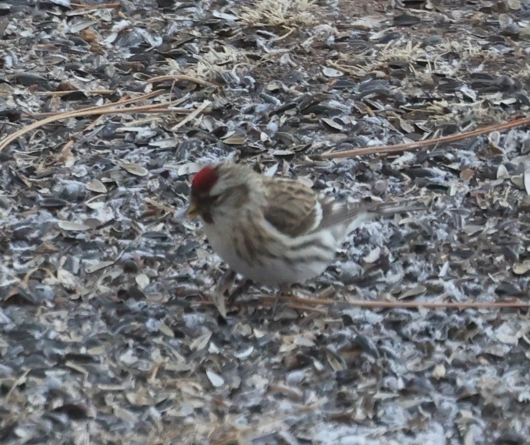 Common Redpoll - David Cunningham