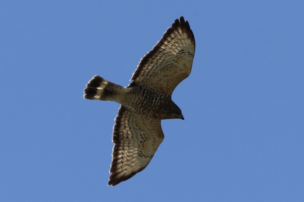 Broad-winged Hawk - ML409104731