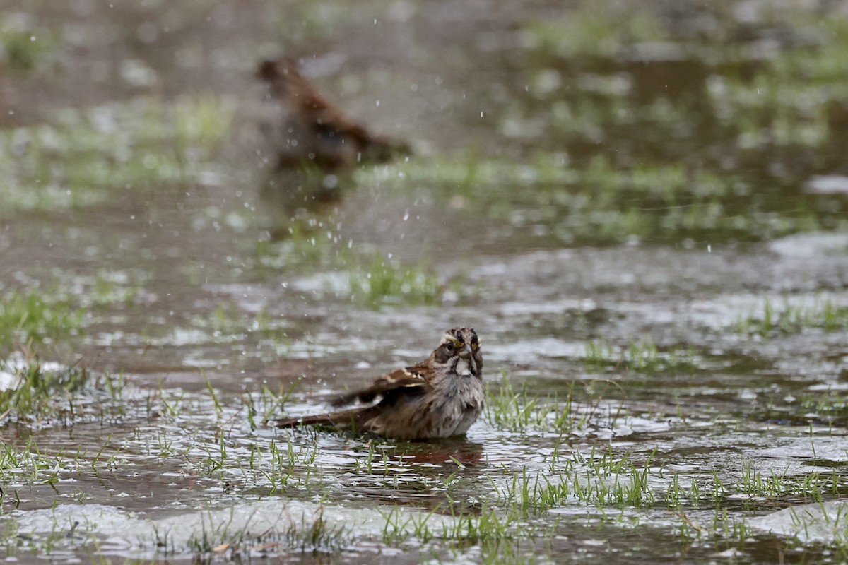 White-throated Sparrow - ML409104761