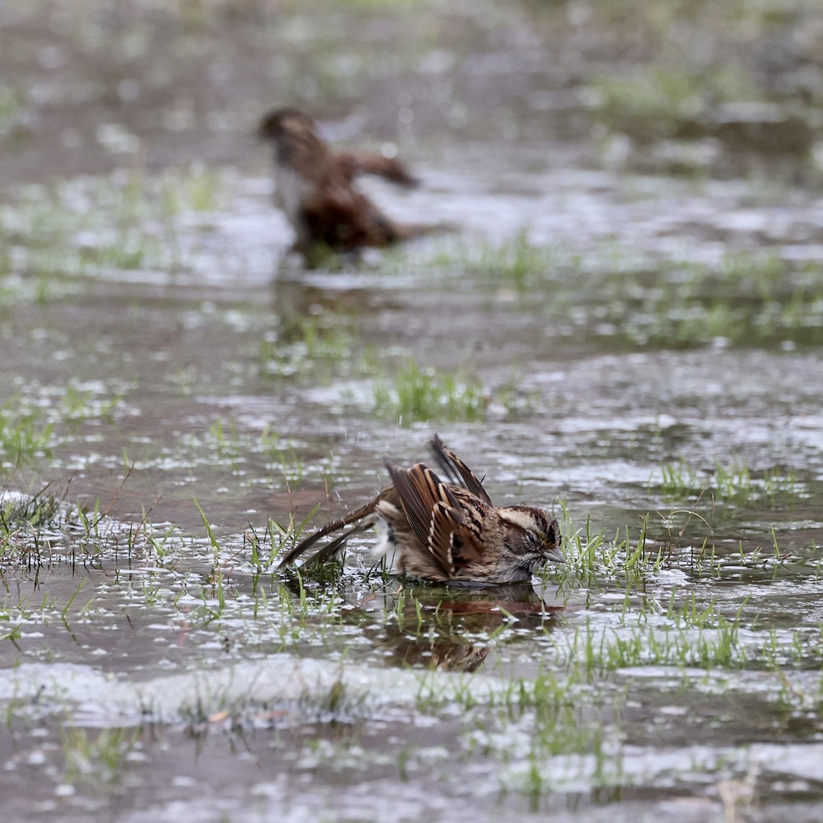 White-throated Sparrow - ML409104771