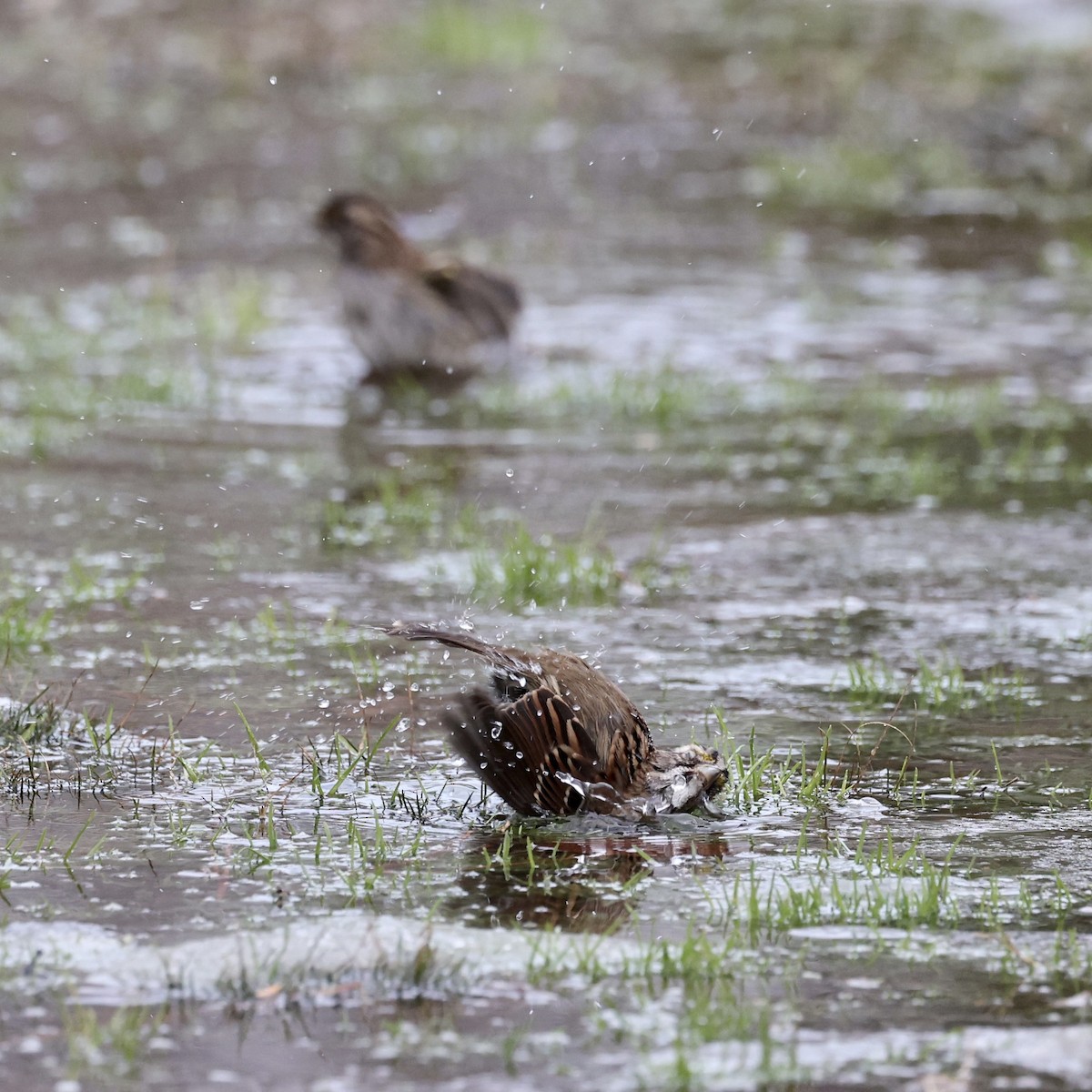 White-throated Sparrow - ML409104781