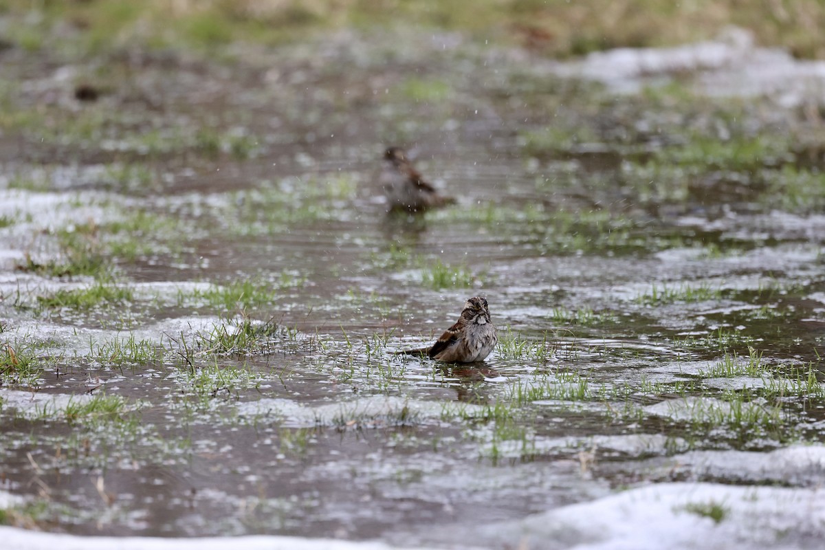 White-throated Sparrow - ML409104791