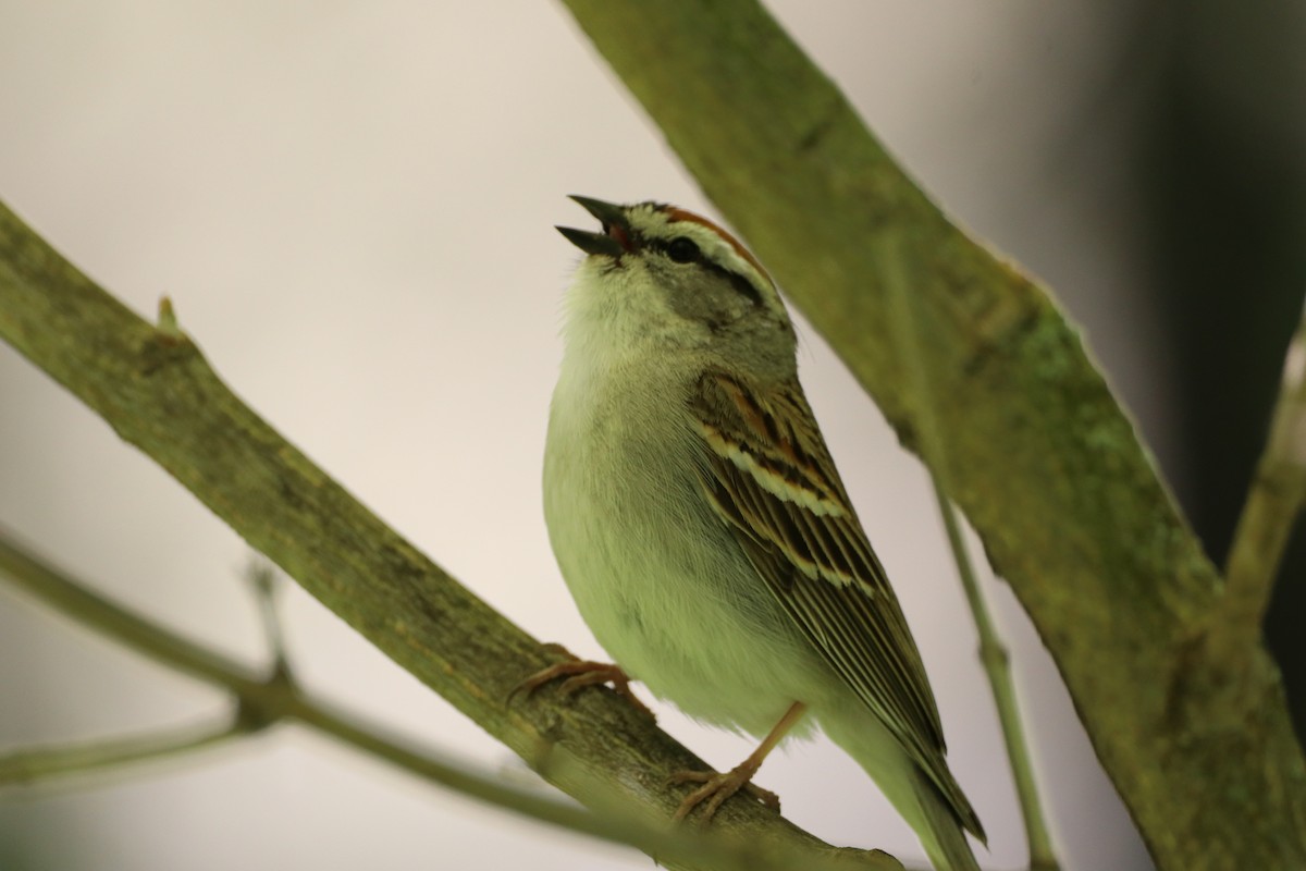 Chipping Sparrow - ML409104931
