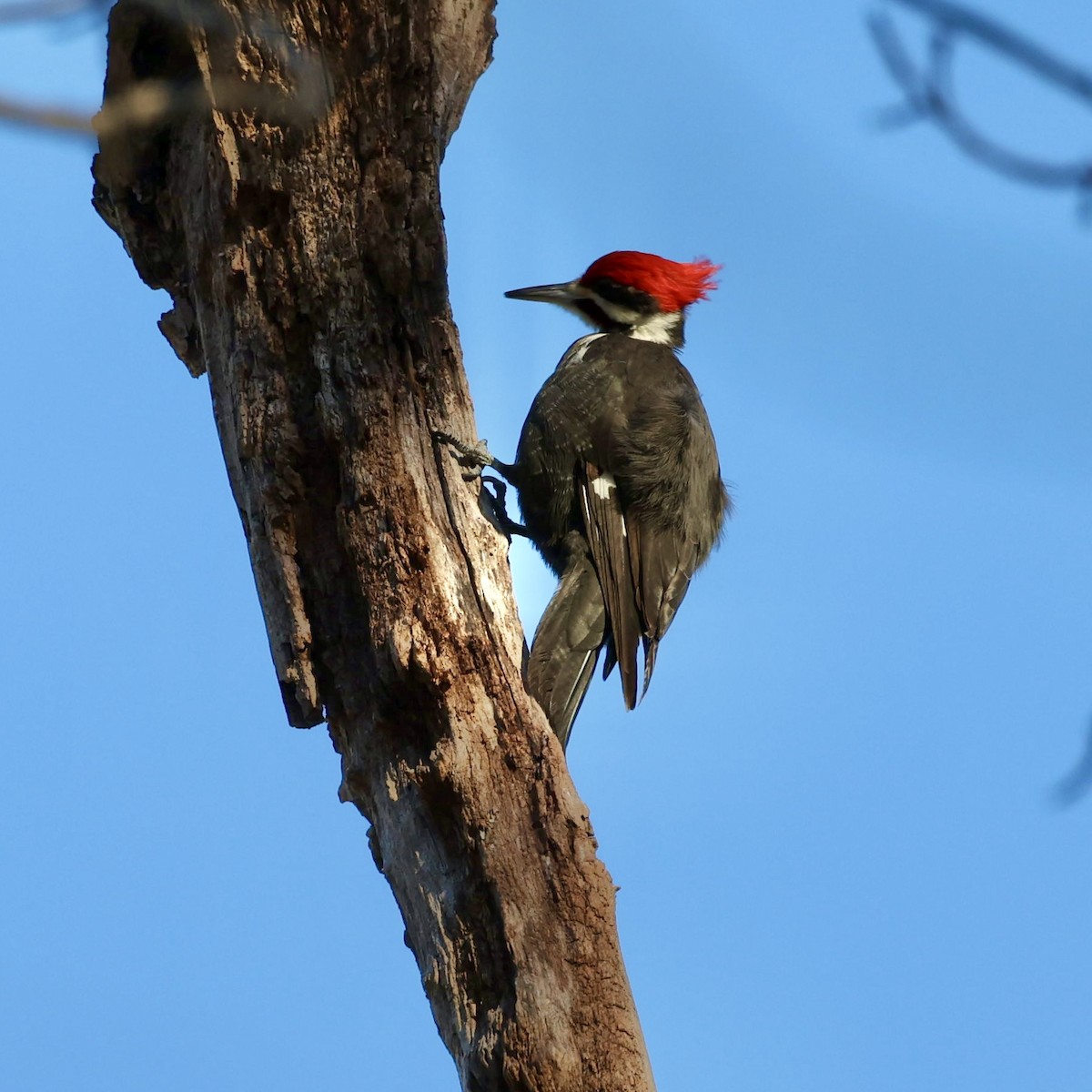 Pileated Woodpecker - ML409105541