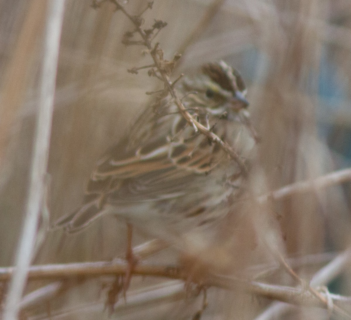 Savannah Sparrow (Savannah) - ML409107011