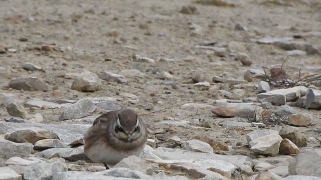 Horned Lark - ML409107101