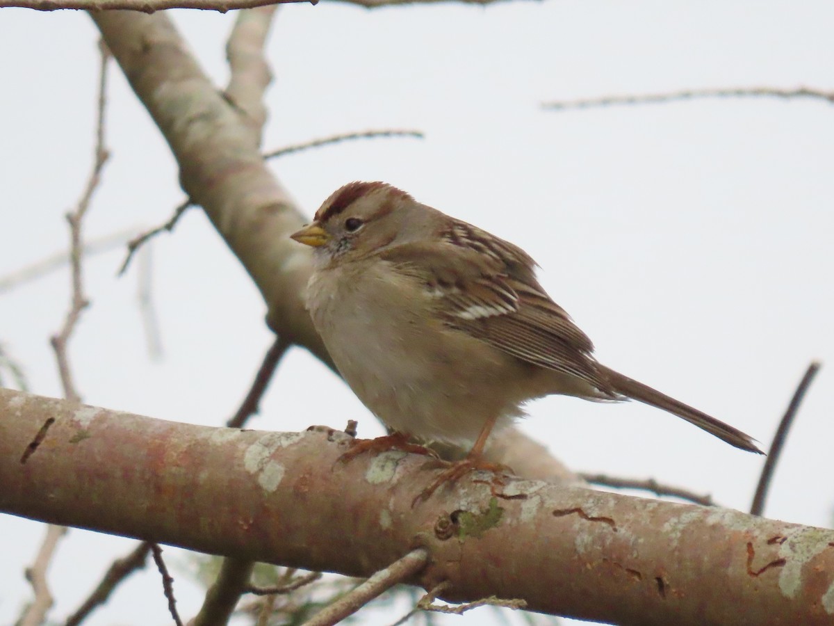 White-crowned Sparrow - ML409107111