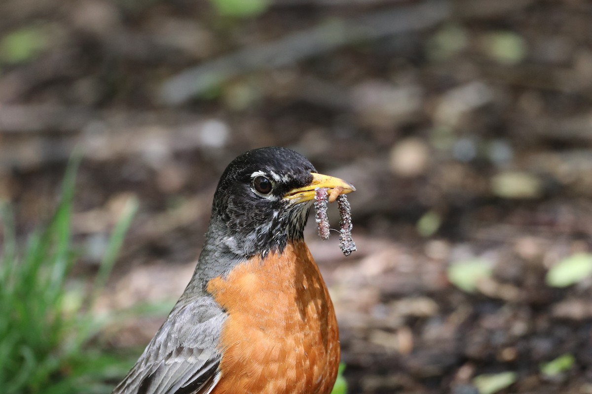 American Robin - ML409107471