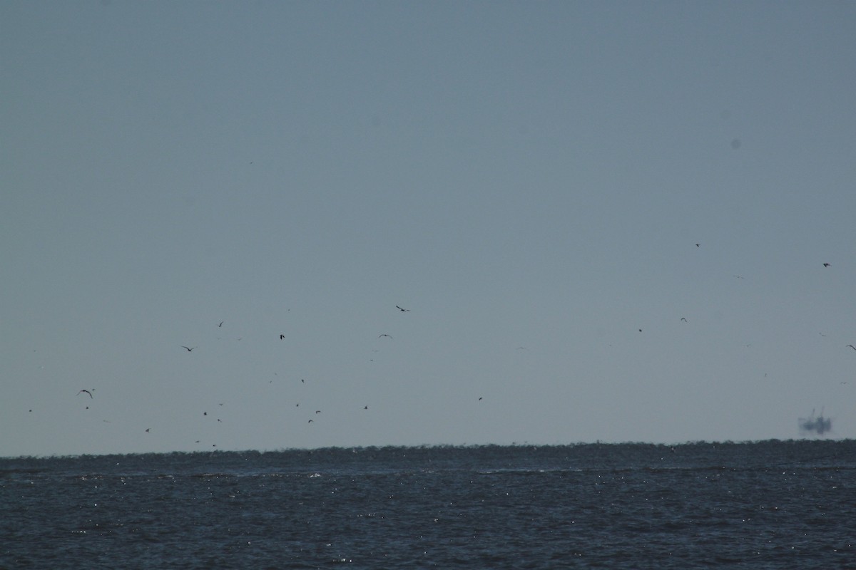 Northern Gannet - ML409109481