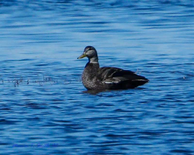 American Black Duck - Marvin Smith