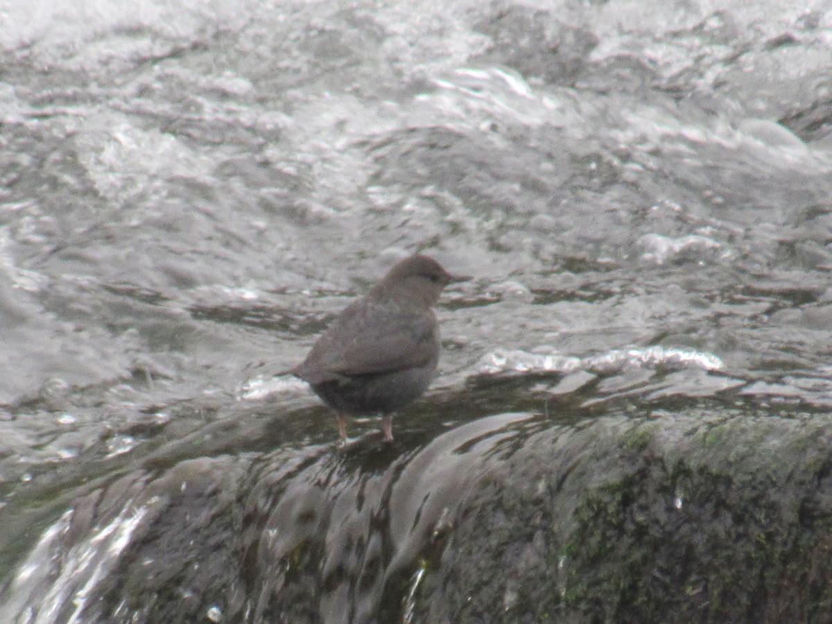 American Dipper - ML409112181